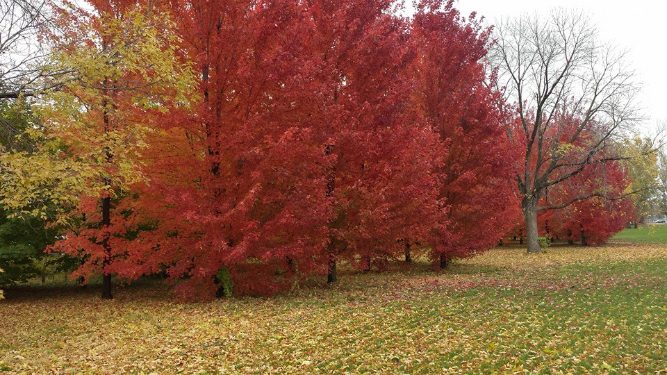 Red Oak Trees in the Fall