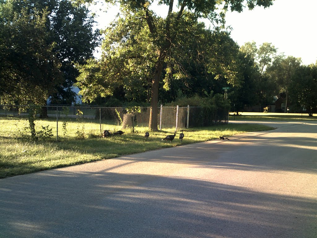 Turkeys in Carter Lake