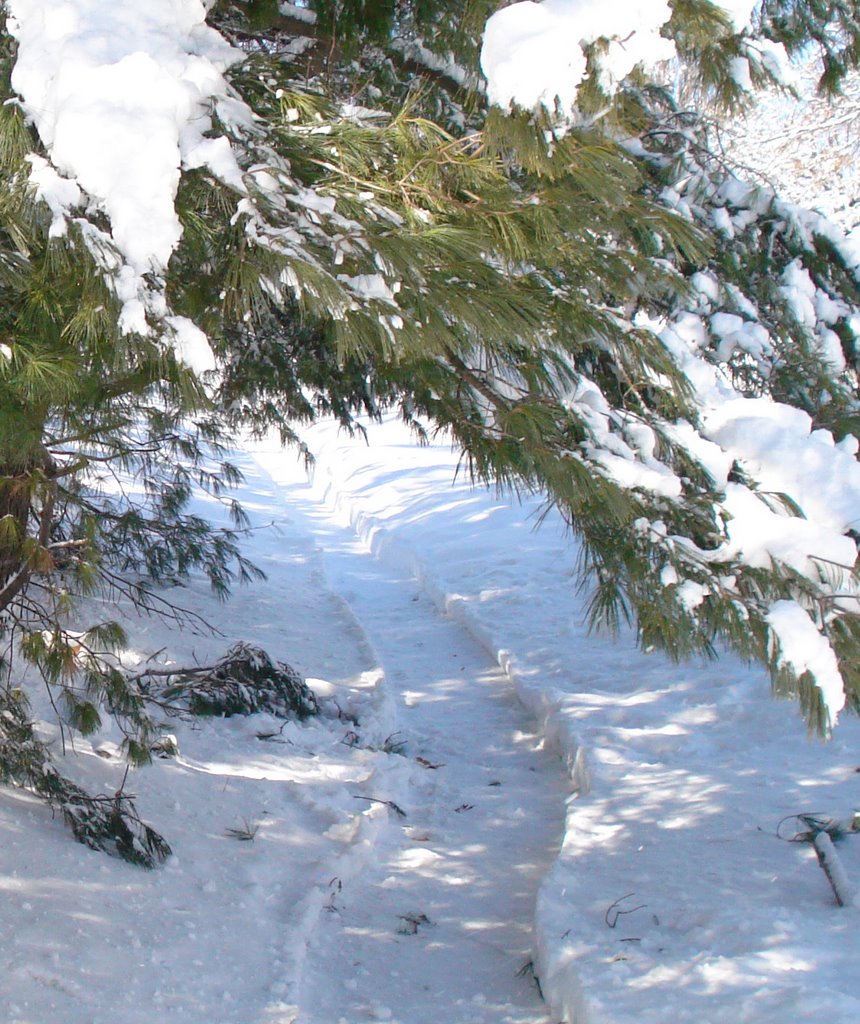 Winter walk