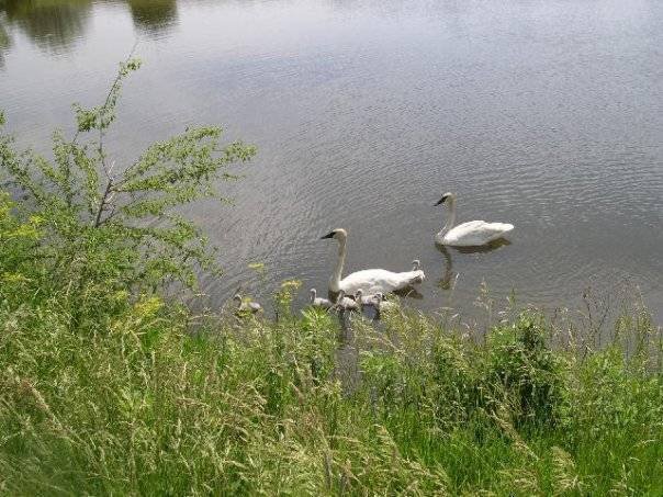 Swans June 23 2008