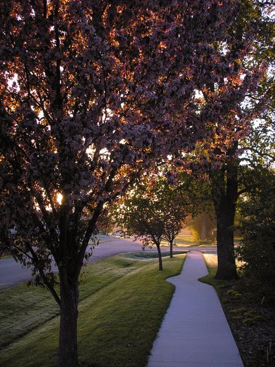 Morning Walk
