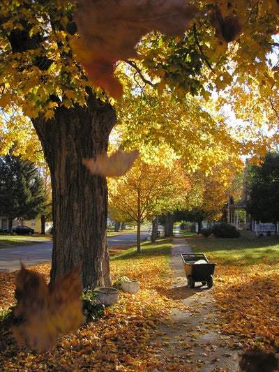 Fall Morning