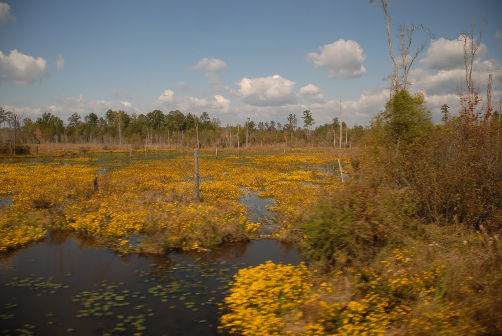 Swamp in Bloom