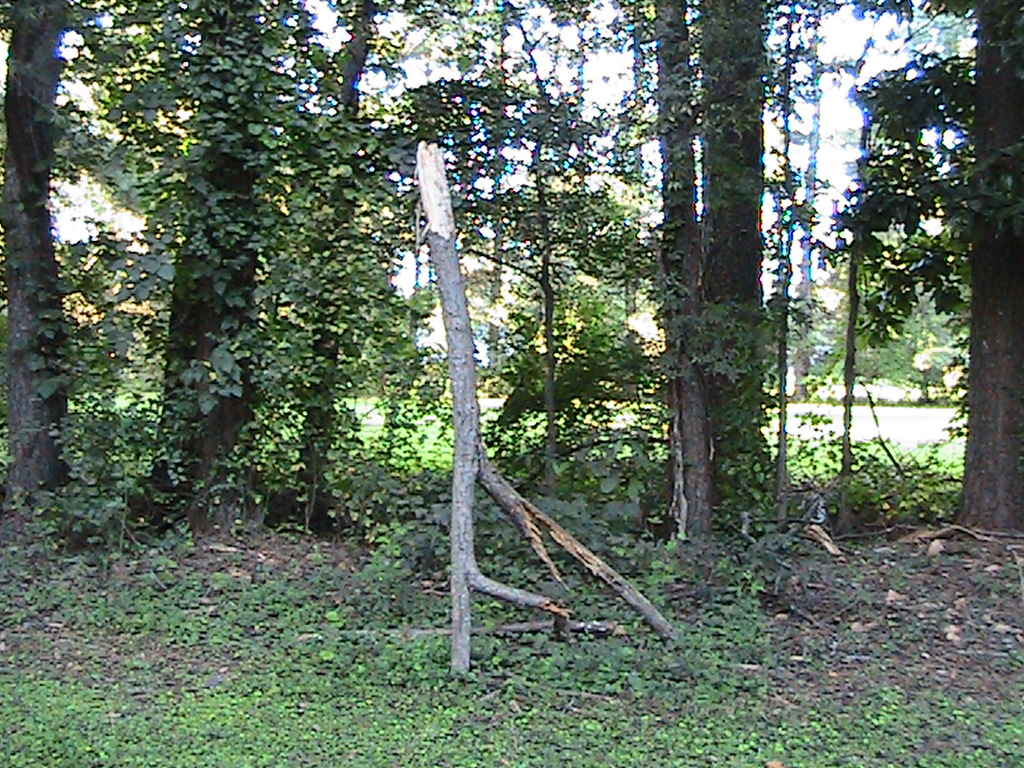 Upside down Y fell from a tree