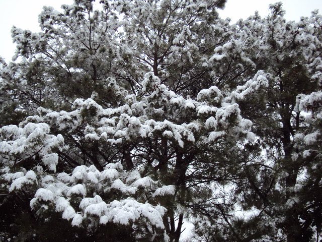 Snowy Pines