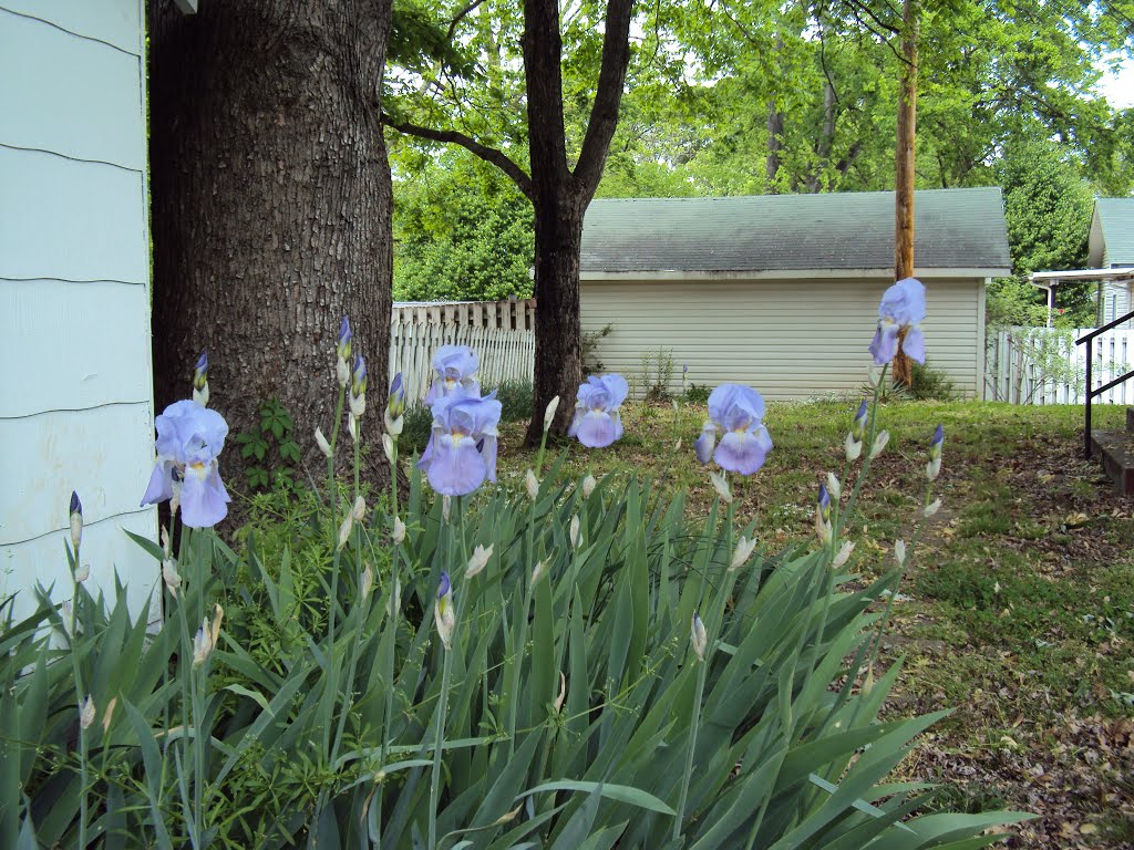 Purple irises rise