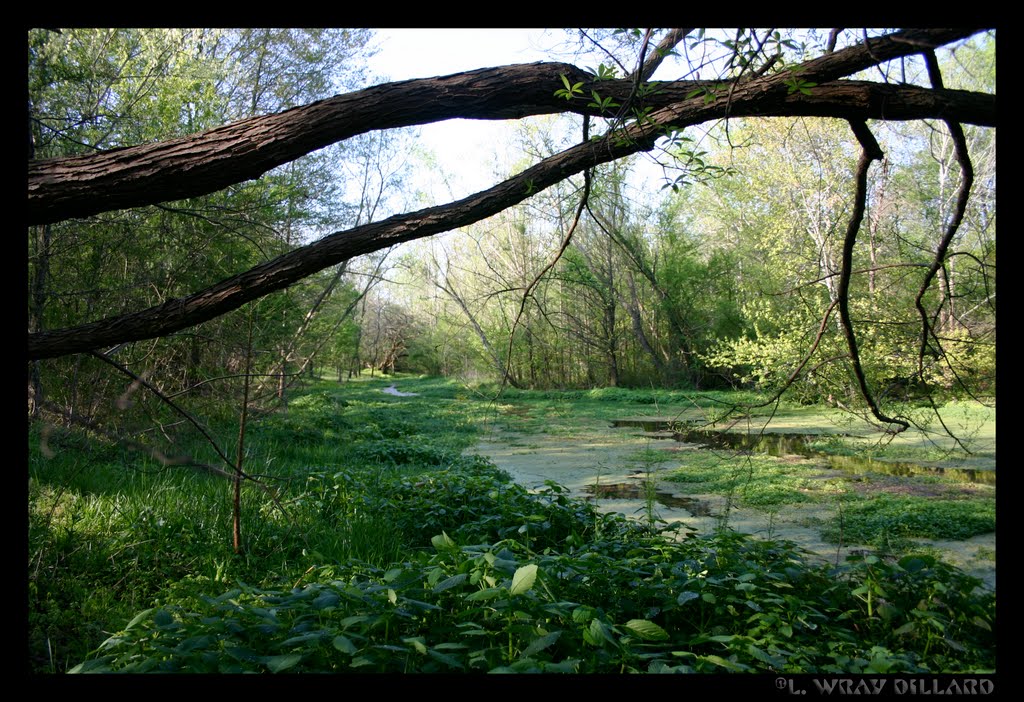 King Springs in the Spring
