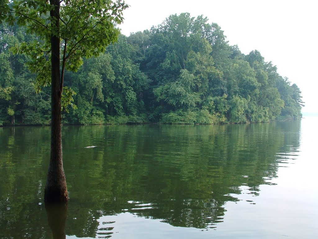The Tree Stands Alone