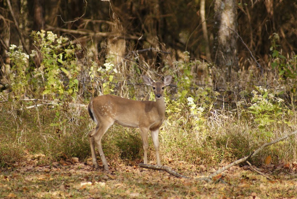 Fawn near the Woods