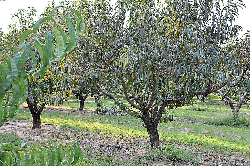 Chilton County Peach Orchard