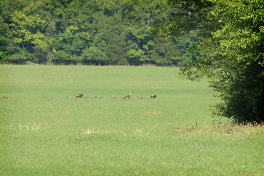 Owens Cross Roads