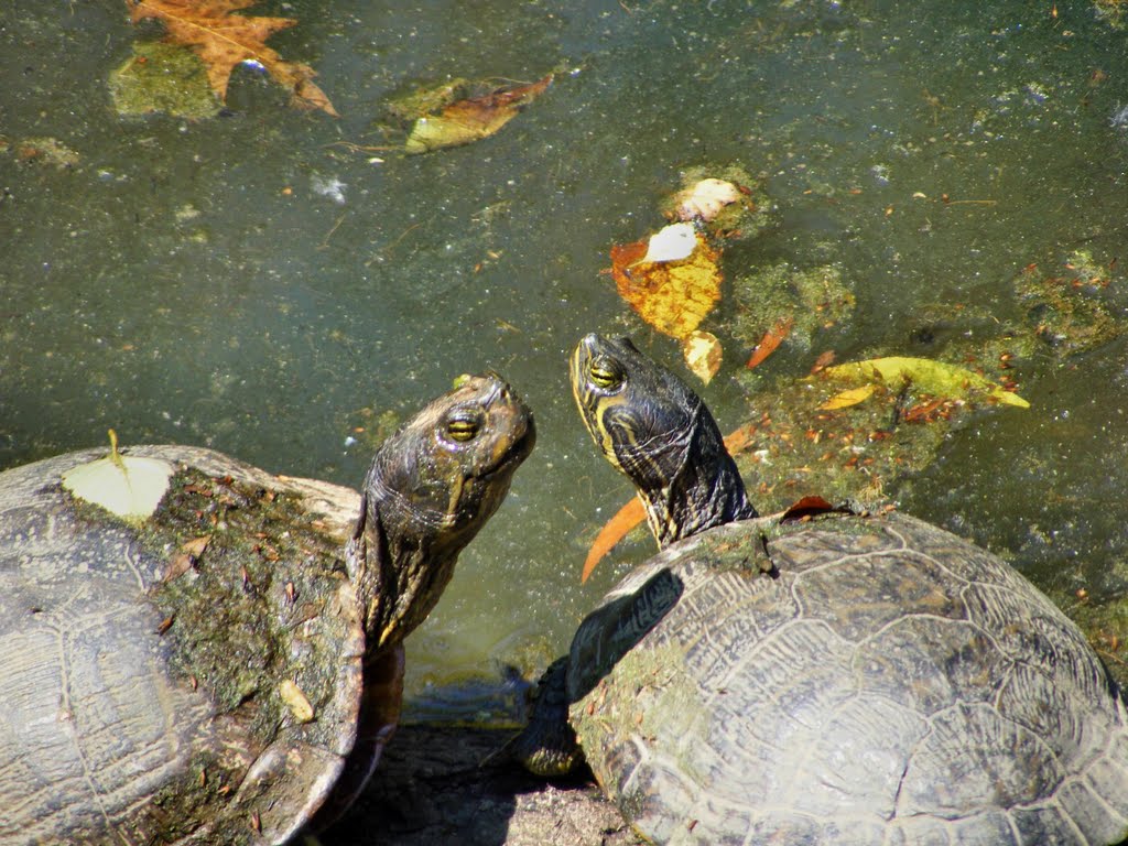 Turtles Courting