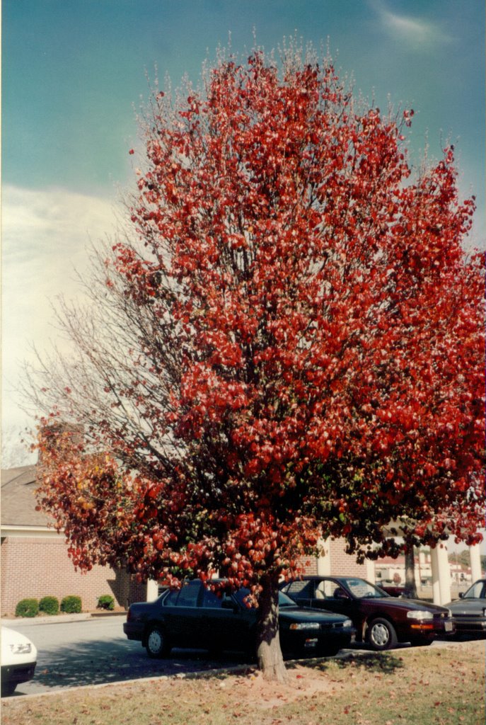 Autunm in Ft. Benning, Georgia