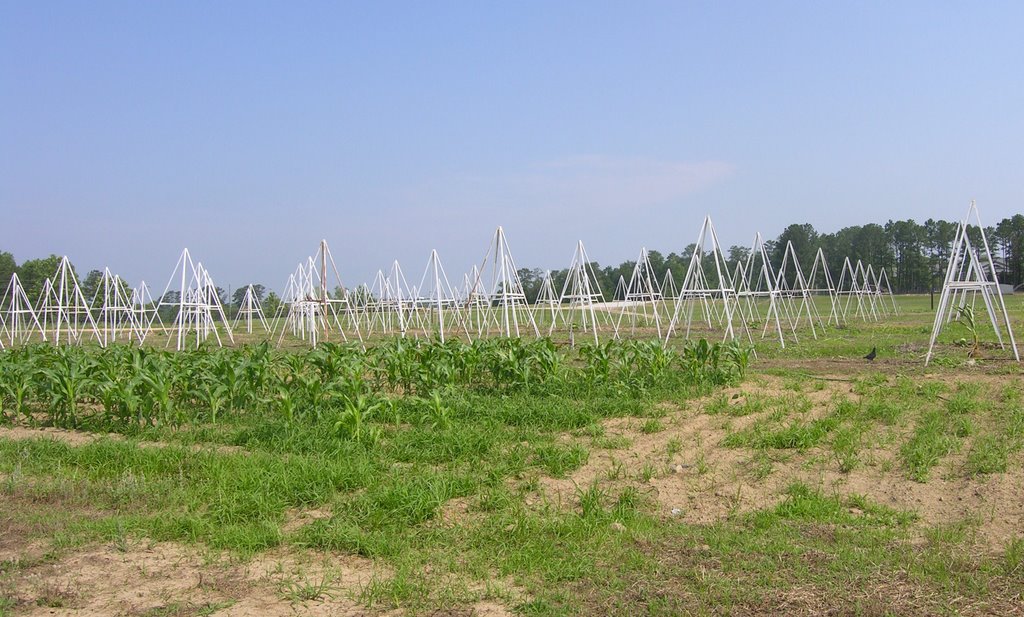 Agricultural Research Plots