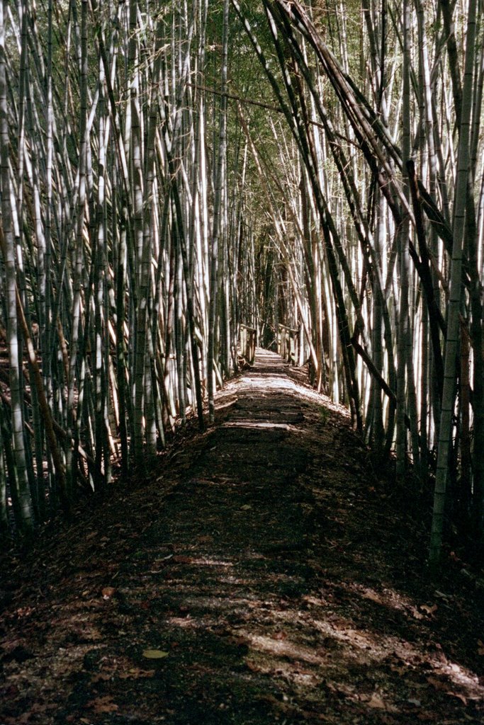 Wilderness Park bamboo grove