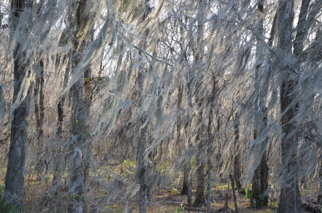 Moss Forest