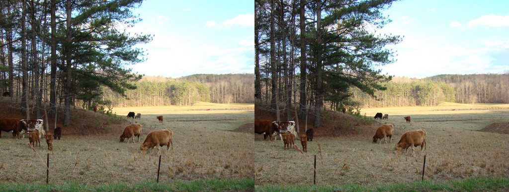 DSC03383 Farmland in X-3D  - SE view