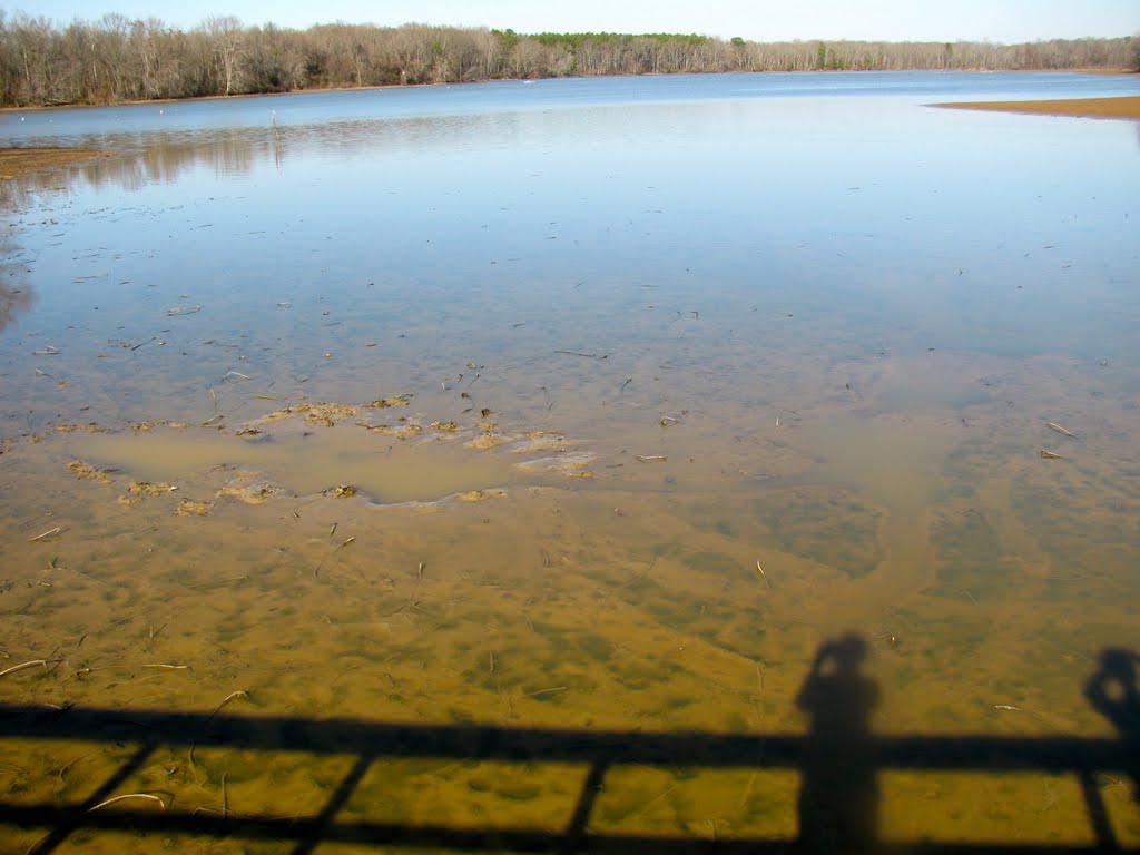 Alligator holes in Tennessee River