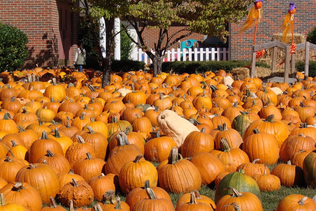 Pumpkin Sea