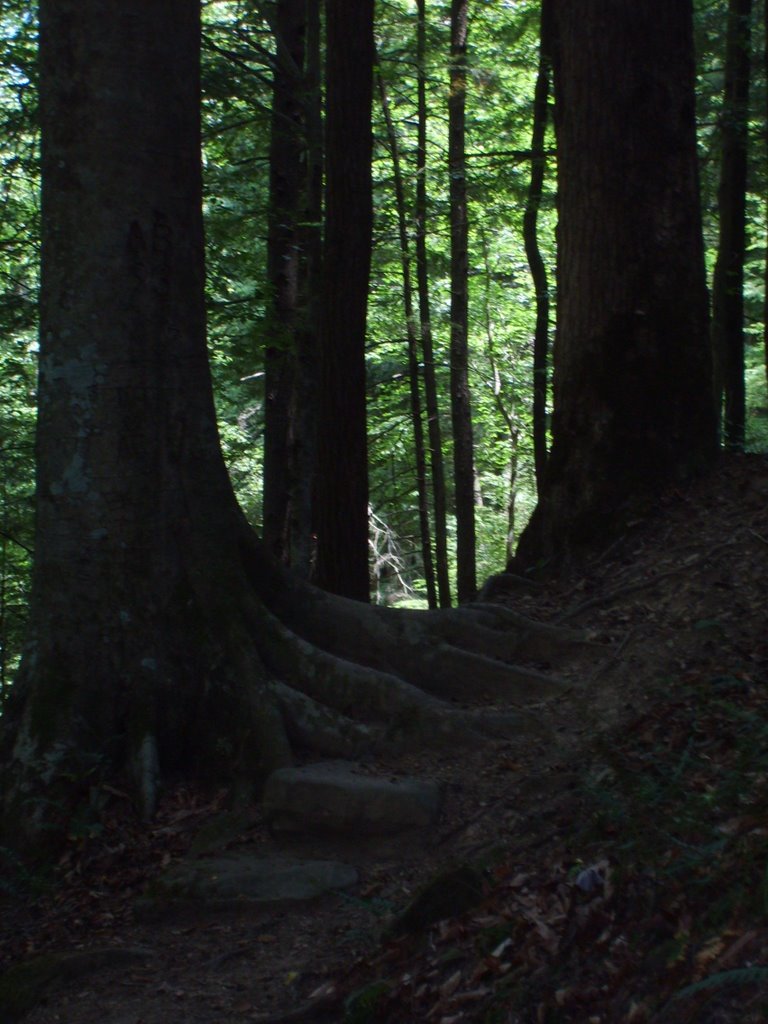 Bankhead National Forest Alabama
