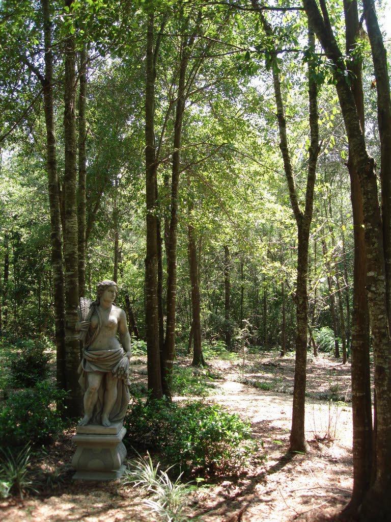 Wood Nymph