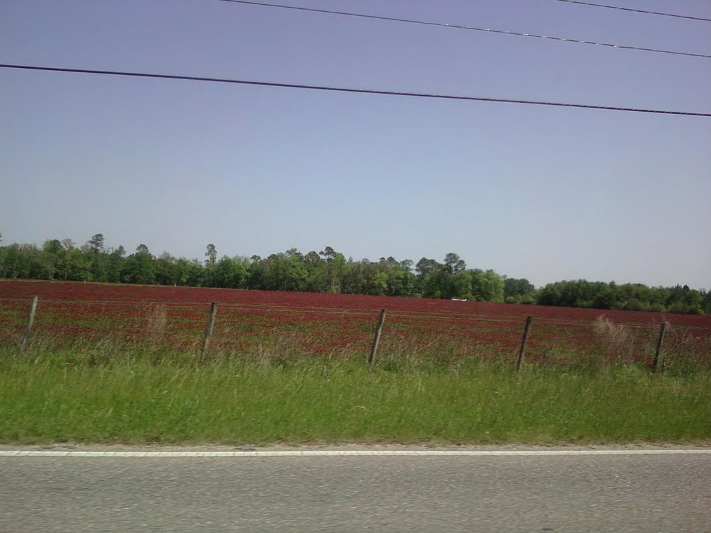 Field of red clover between Kinston & Samson on Rt. 52