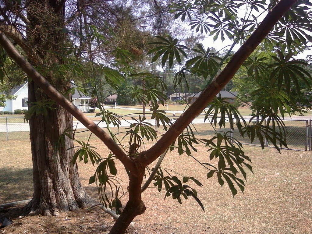Manihot gramii
