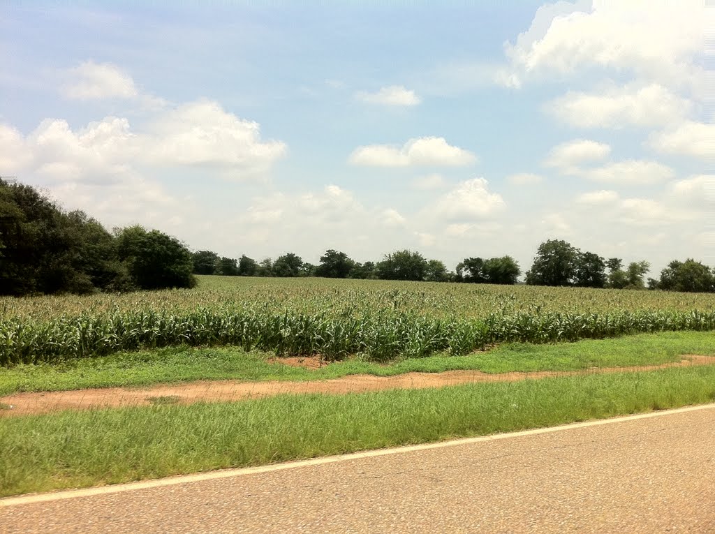 Corn around Coffee and Geneva counties