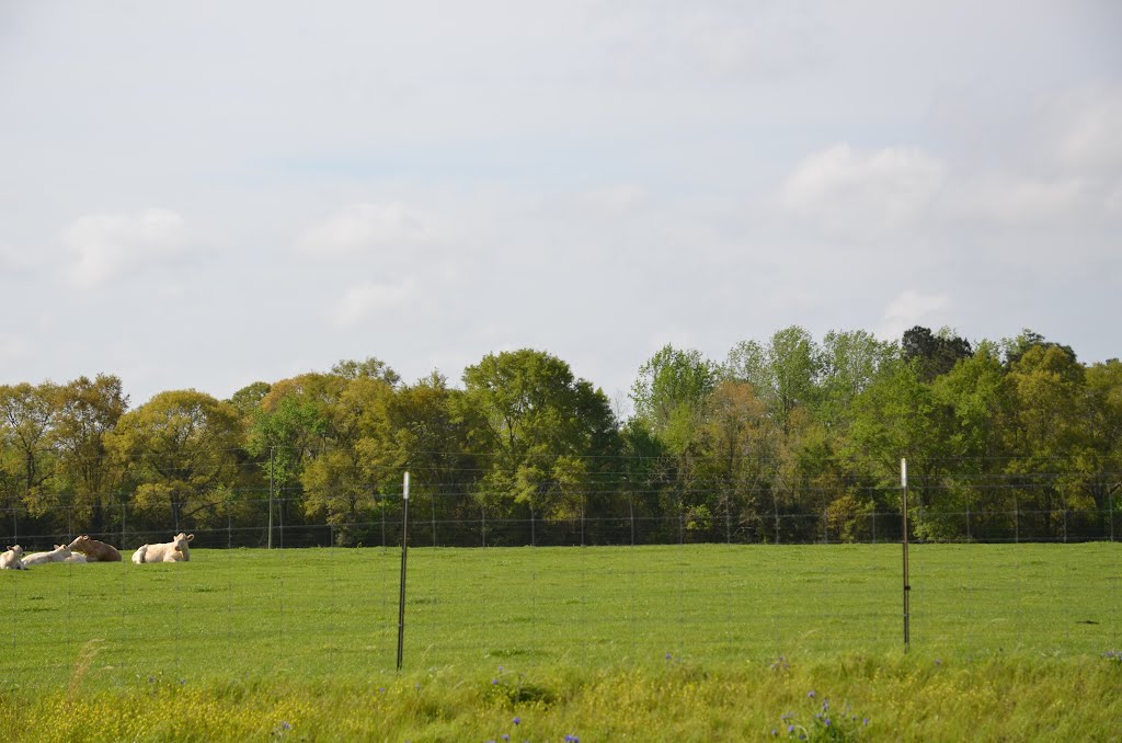 Rural Coffee County