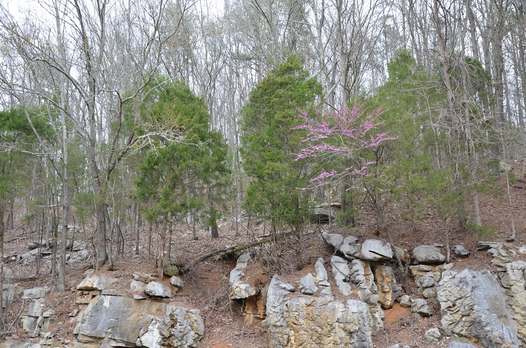 Spring is Near