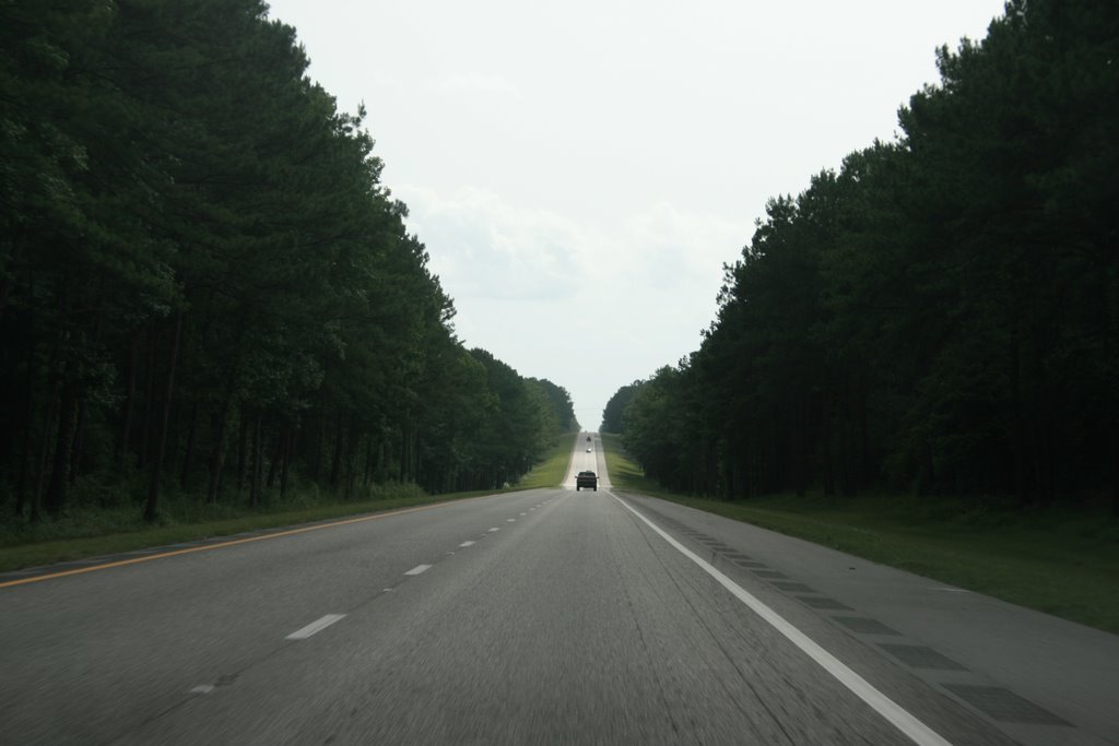 Tall Pines
