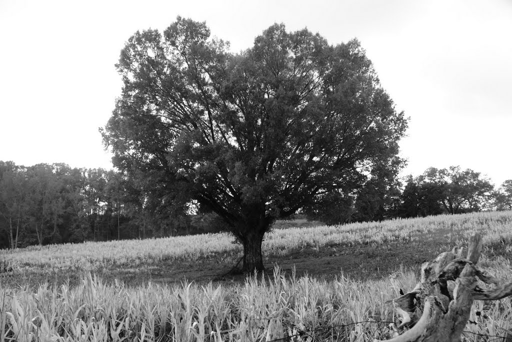 Lone Tree