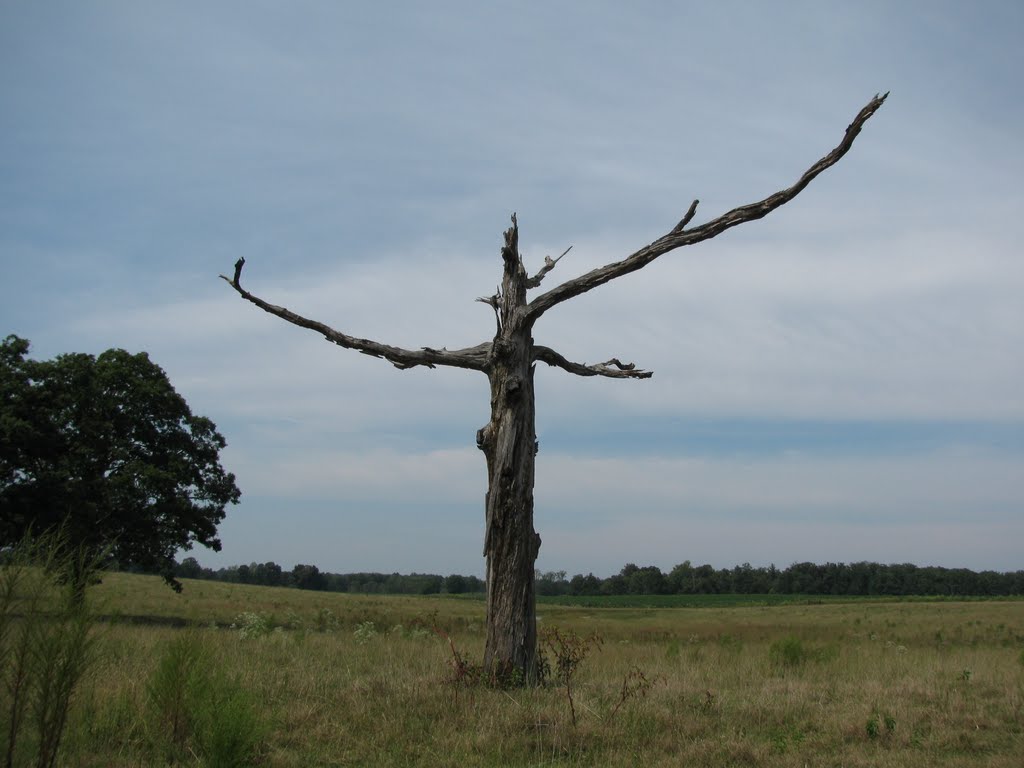 Greeting Arms wide open ghost of a tree