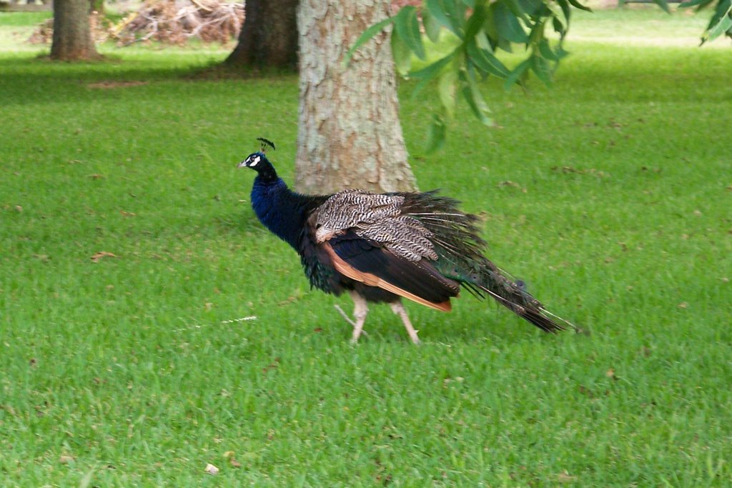 Mr. Peacock