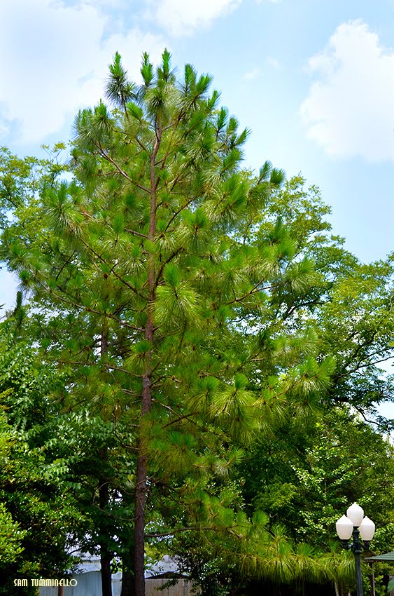 A beautiful Alabama State Tree the Longleaf Pine at Lockhart, Alabama