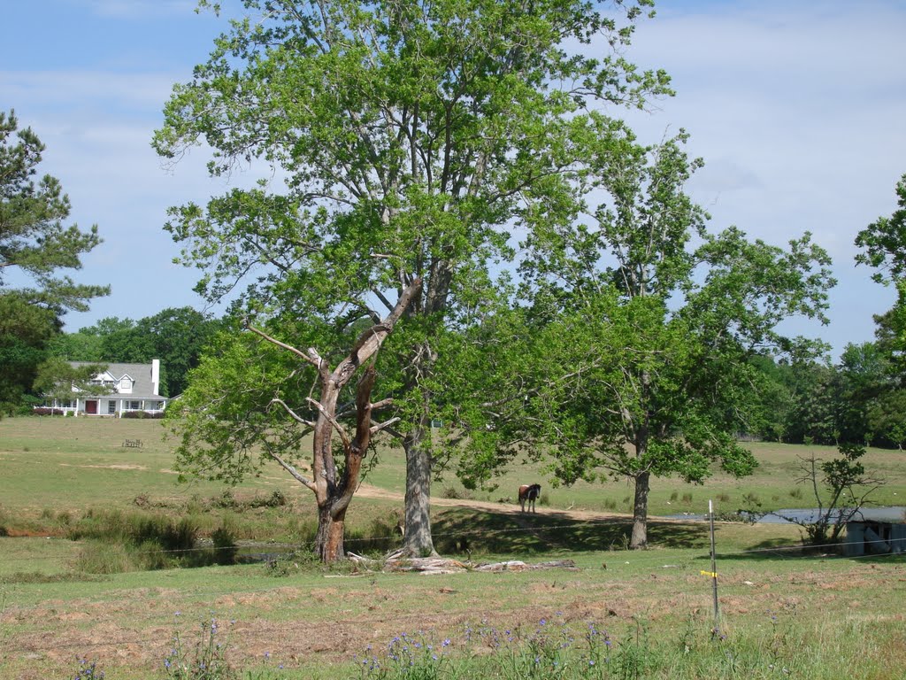 Idyllic Farm Scene