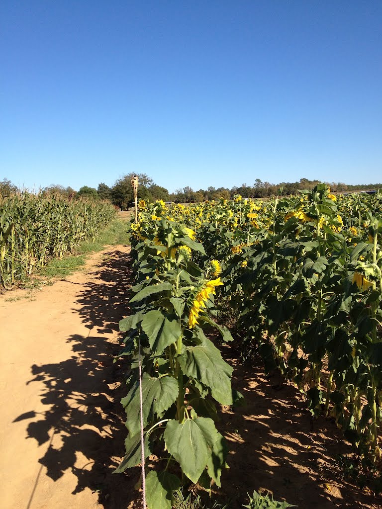 Aplin Farms