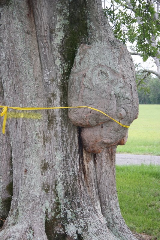 Burl on a tree that looks like a face. Moundville Archaeological Park. 7/6/2007.