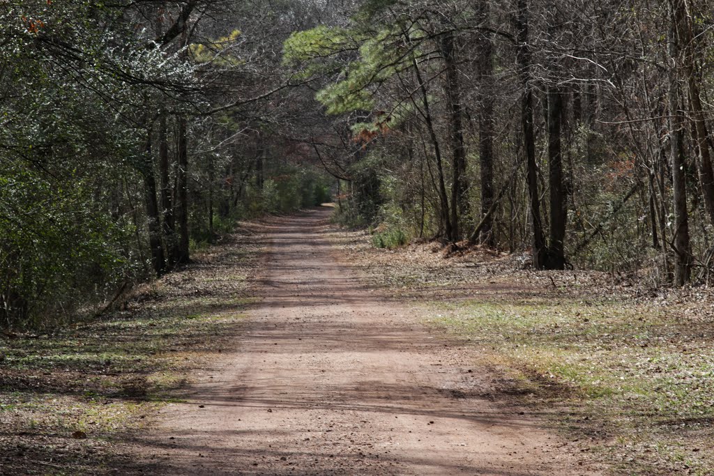 Red Mt Park Trails