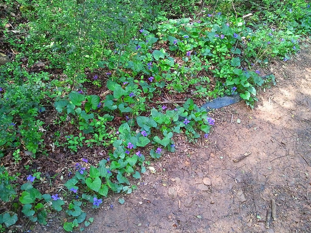 Purple Flowers along the path