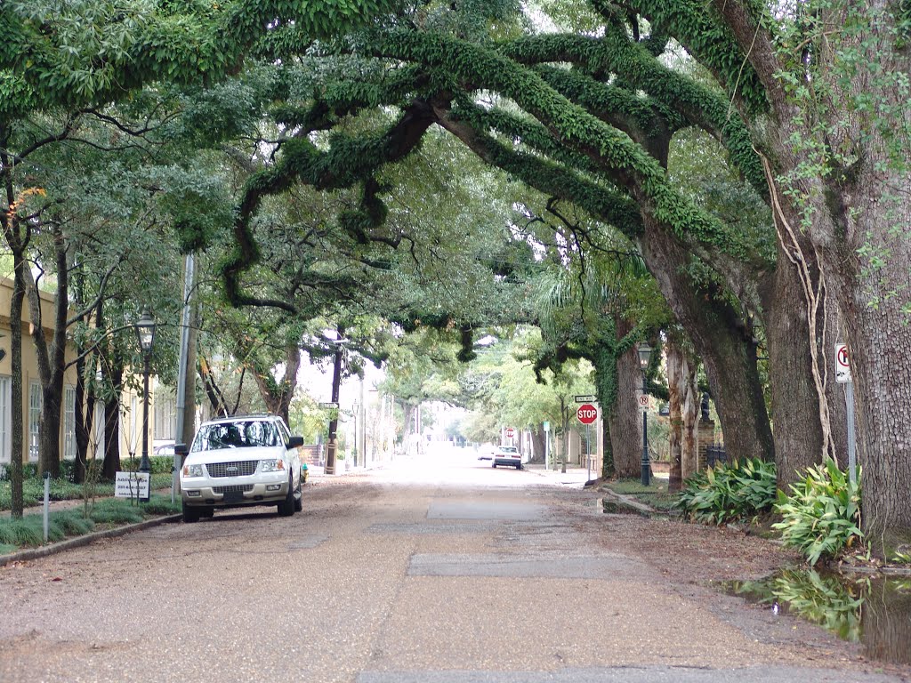 canopy road, State St, looking east, Mobile Ala (12-26-2011)