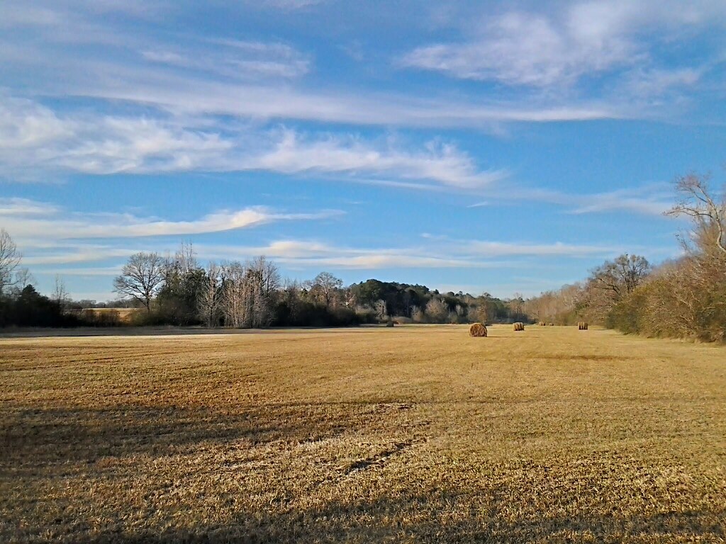 Hay Field