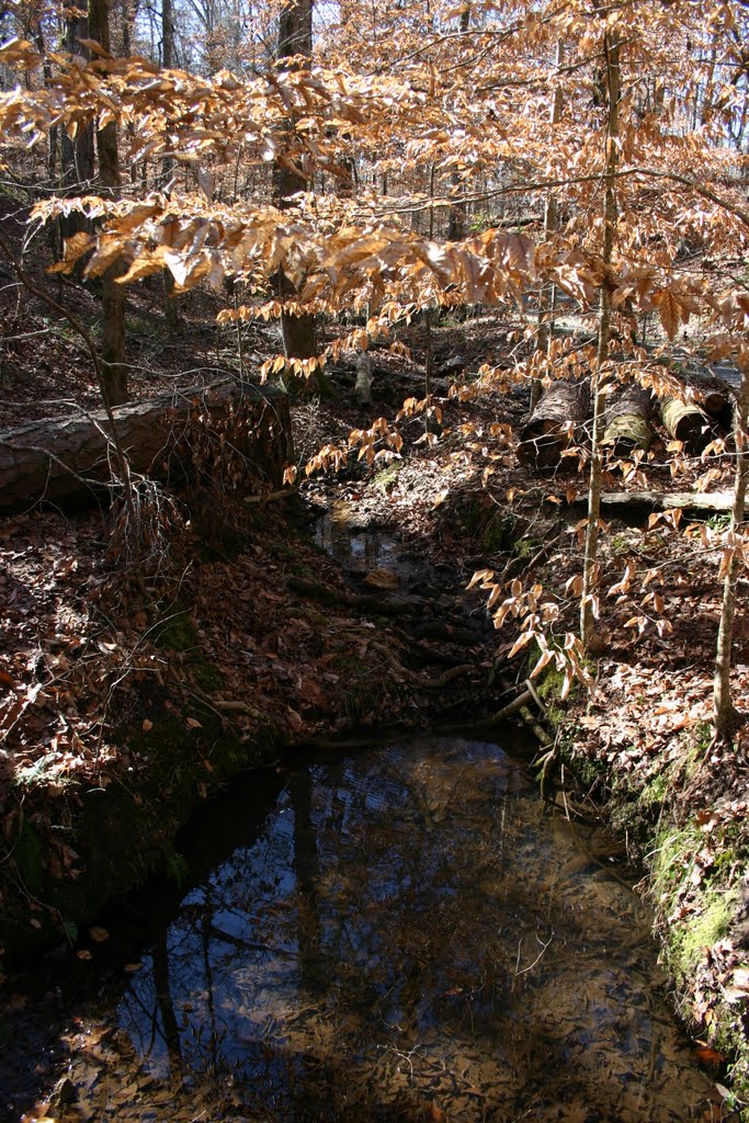 Stream along Nature Trail