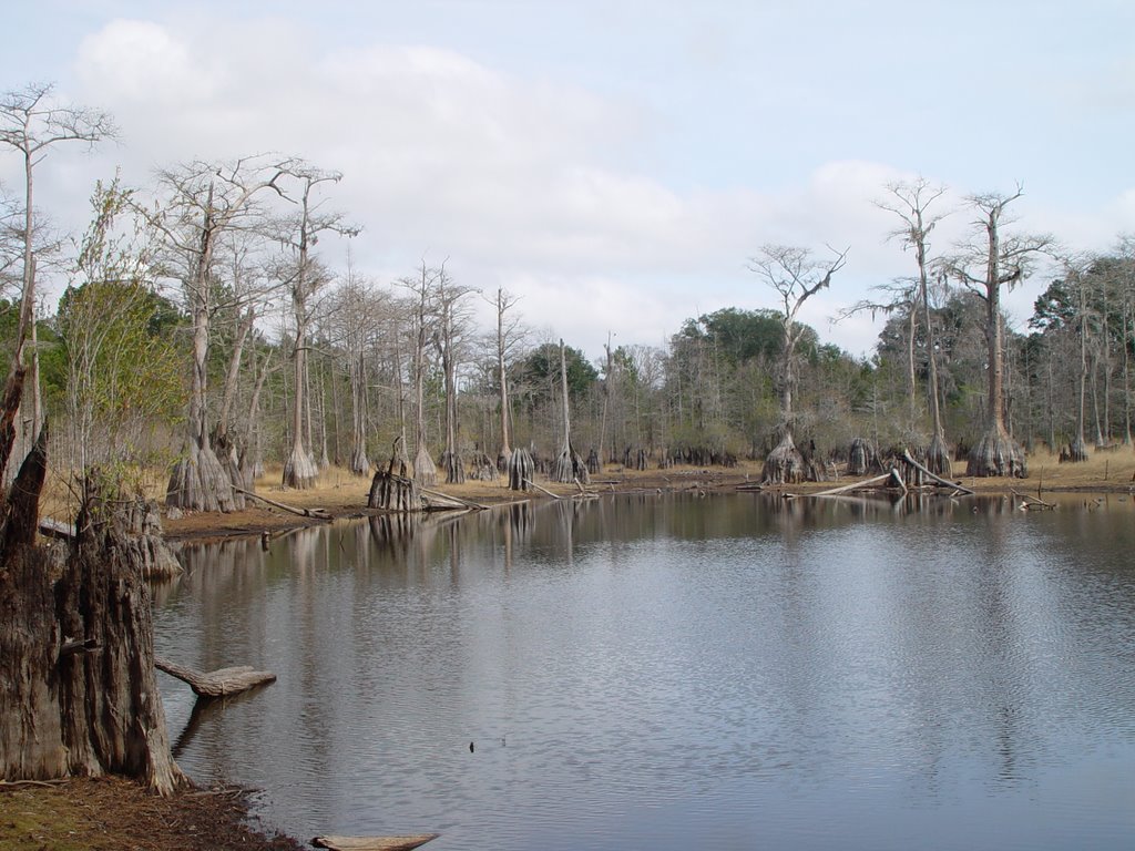 cypress butts, Caryville, Florida (12-30-2006)