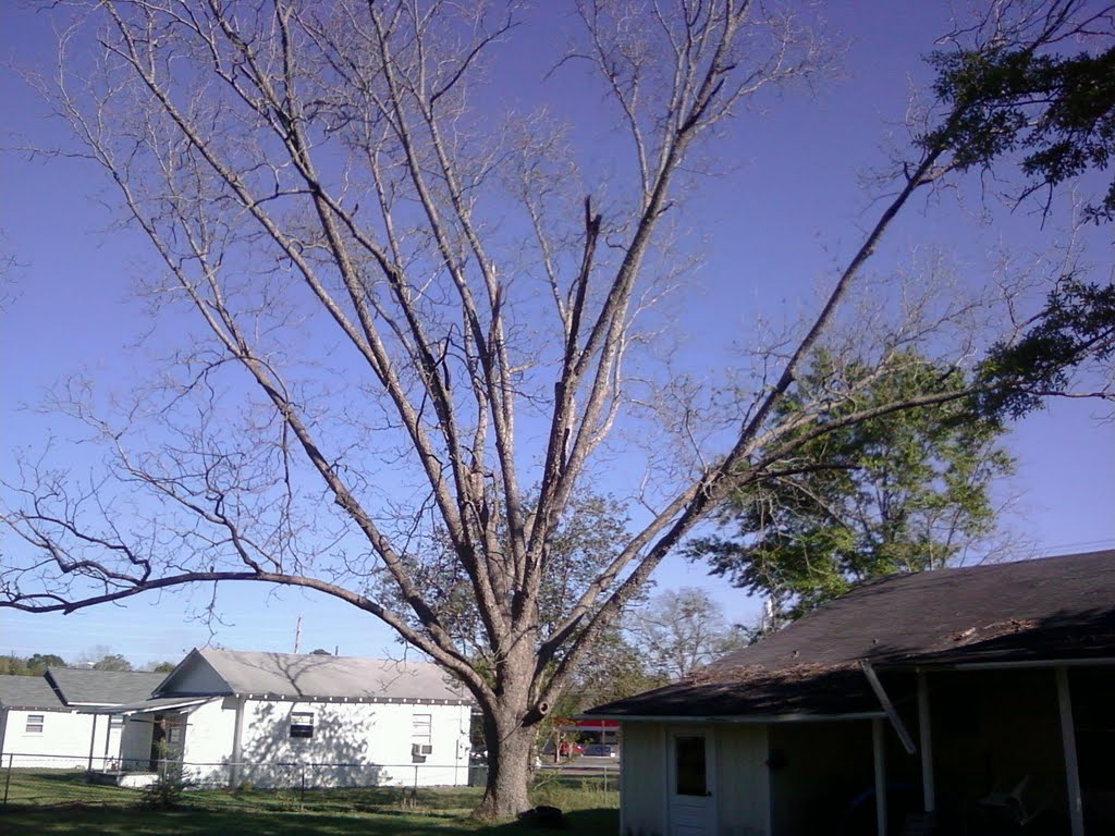 Pecan tree just starting to leaf-out
