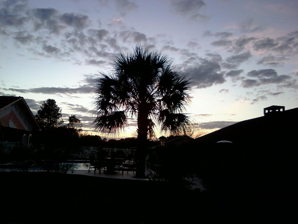 Sunset seen through palm tree, Opp AL