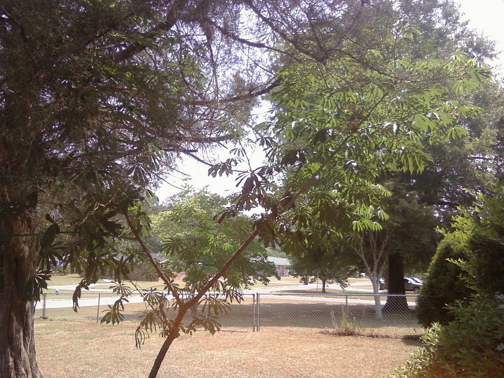 Manihot gramii