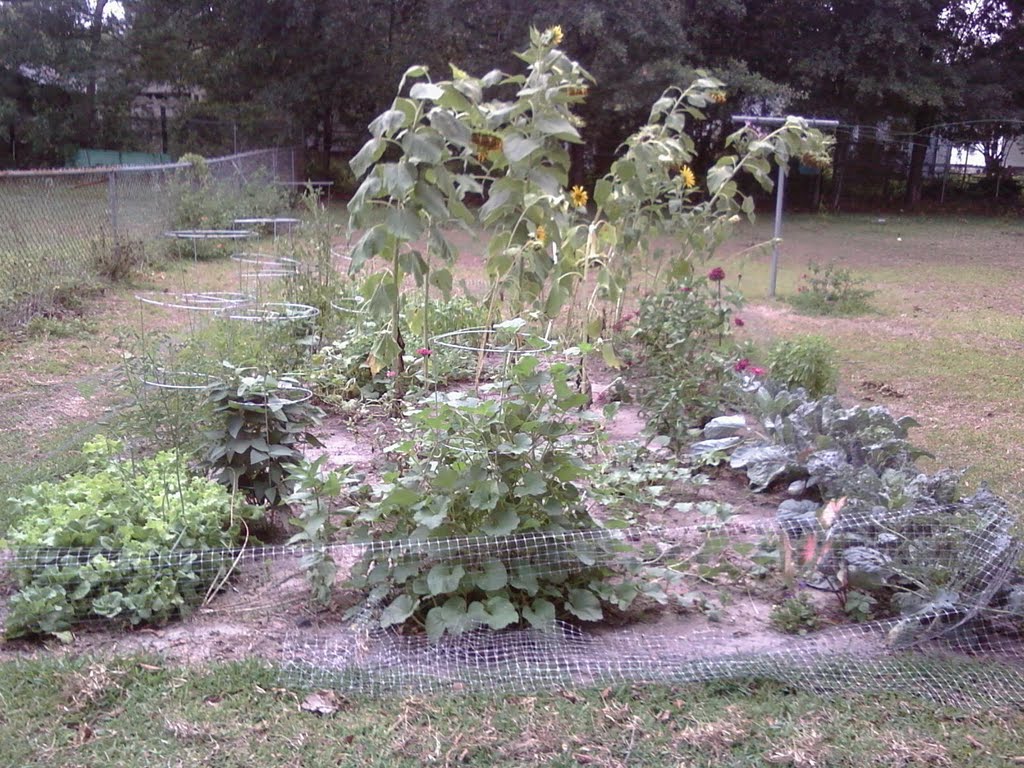 veg patch