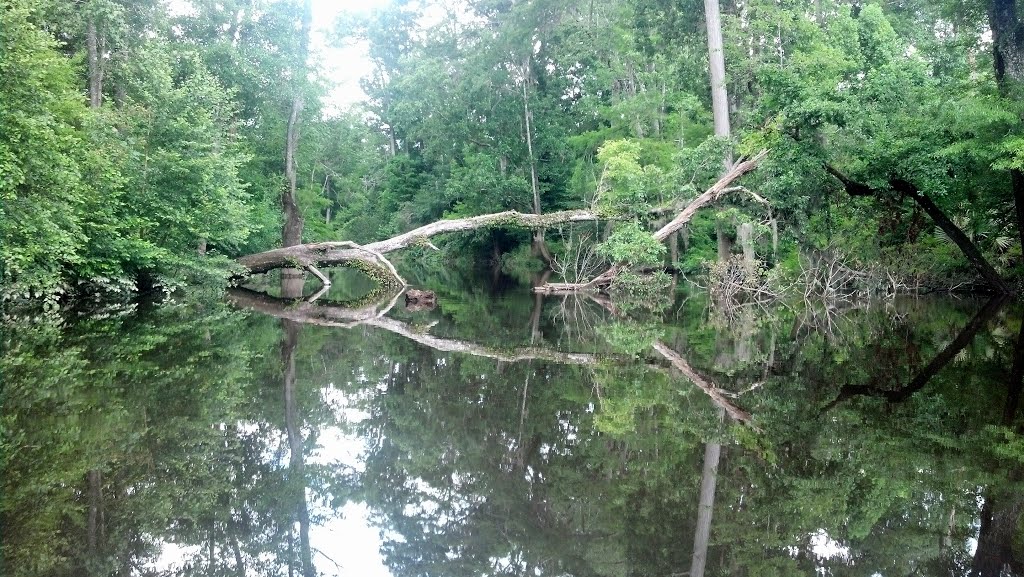 Fallen Tree
