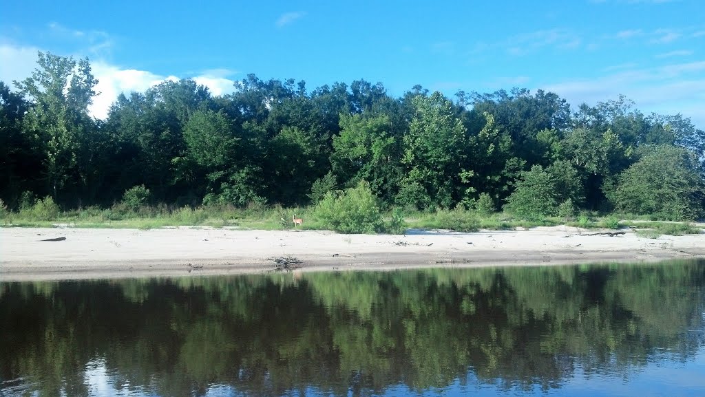 Deer at Escambia River